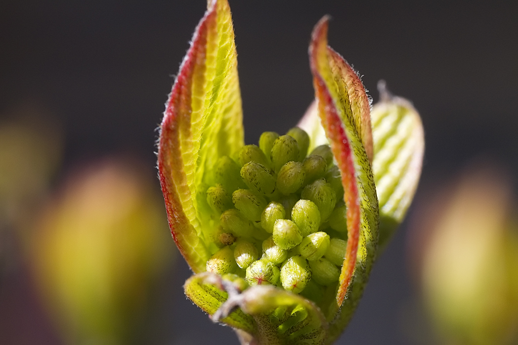 IMAGE: http://www.anderssonbros.com/foto1/IMG0238.jpg