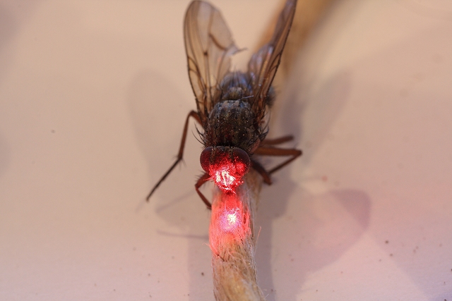 IMAGE: http://www.anderssonbros.com/photo/Radiationfly1a.JPG