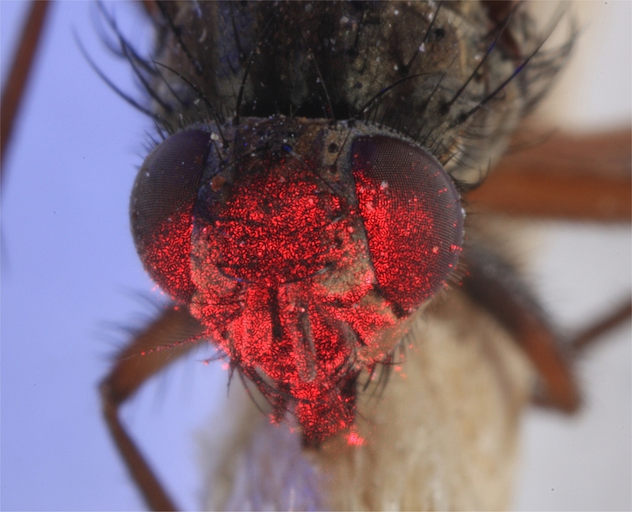 IMAGE: http://www.anderssonbros.com/photo/Radiationfly2a.JPG