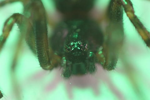 IMAGE: http://www.anderssonbros.com/photo/spider1.JPG